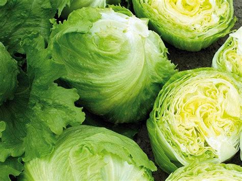 Buy Glendana Iceberg Lettuce (Enza Zaden) Seeds Online | Farmers Stop