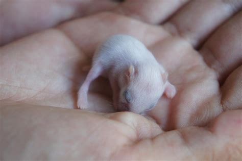 What to Do if Your Gerbil Has Babies (And What NOT to Do)