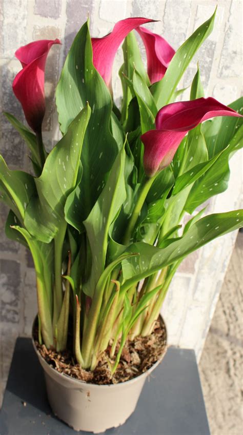 Zantedeschia Toronto Plant – Brighter Blooms