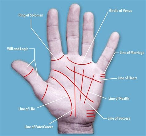 Basic Palm Reading, Palm Reading Charts, Meaning Of Palm, Palm Lines ...