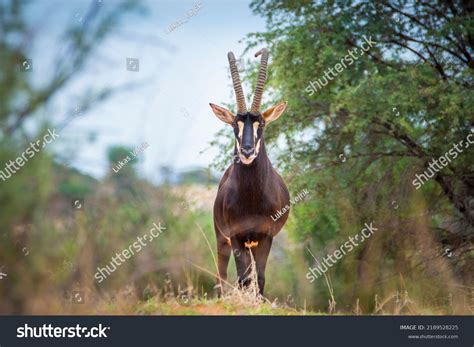 1,724 Sable Antelope Images, Stock Photos & Vectors | Shutterstock