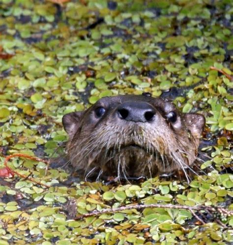 an animal that is in the water with leaves on it's head and eyes