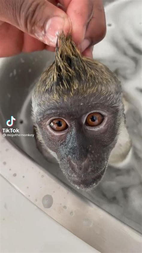 Cute monkey crazy hairstyle washing taking a bath | Schattige dieren ...