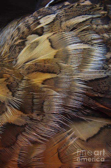 Ruffed Grouse Feathers 3 Photograph by Chip Laughton