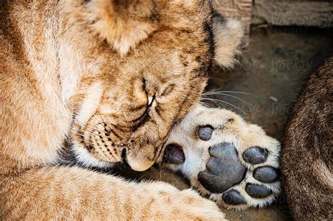 "Sleeping Baby Lion Animal Close Up Head Portrait" by Stocksy ...