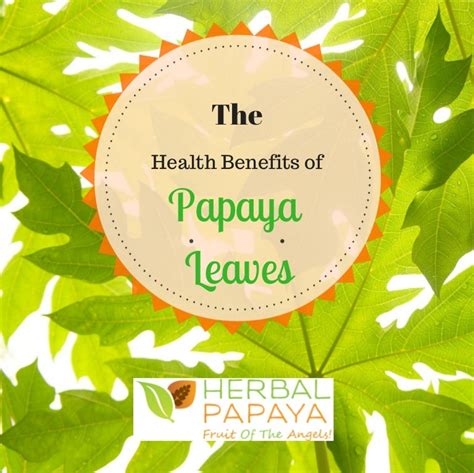 The Health Benefits of Papaya Leaves