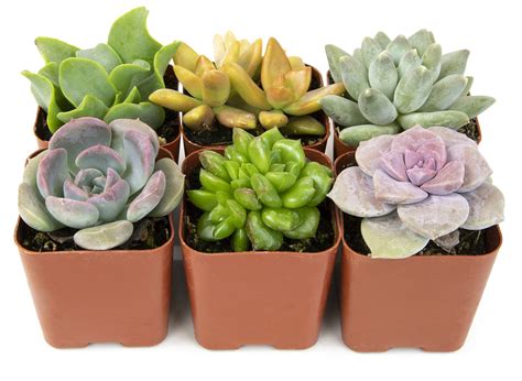 Indoor Succulents