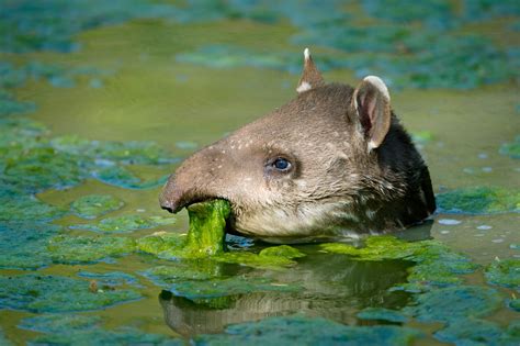 Gallery: Meet the tapir, South America’s cutest prehistoric animal