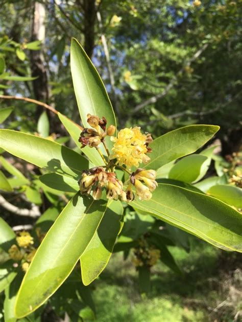 California Bay Laurel (Umbellularia californica) – Friends of Gualala River