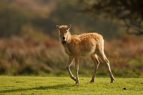 Jeremy Inglis Photography: Margam Park Deer