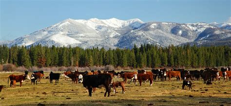 Montana Ranch and Cattle Company