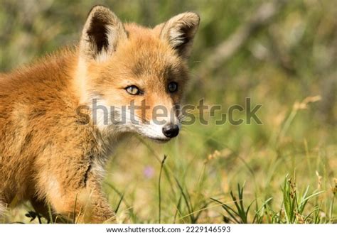 Baby Red Fox Green Nature Background Stock Photo 2229146593 | Shutterstock