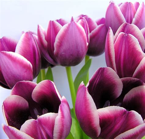 Nice Purple/ white lined tulip Free Photo Download | FreeImages