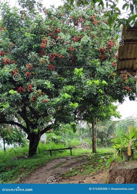 Rambutan Tree with Red Fruits Stock Photo - Image of rambutan, tree: 272305500