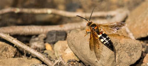 How to Deal With Cicada Killer Wasps | Hawx Pest Control