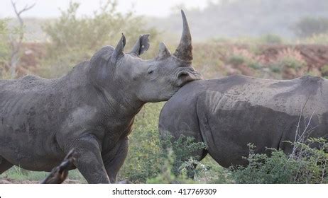 205 Rhino mating Images, Stock Photos & Vectors | Shutterstock