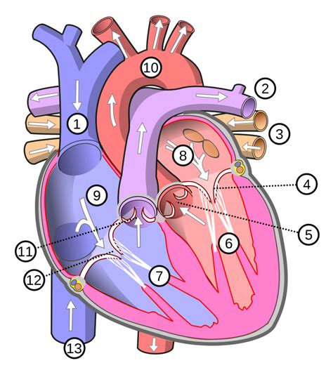 Heart Anatomy Diagram Diagram | Quizlet