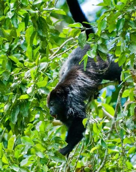 Howler Monkeys | Focusing on Wildlife