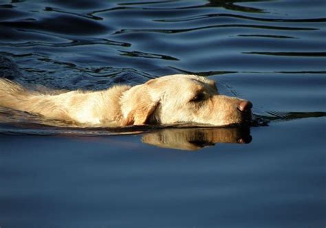 Image result for photos of labs swimming | Black labrador dog, Yellow ...