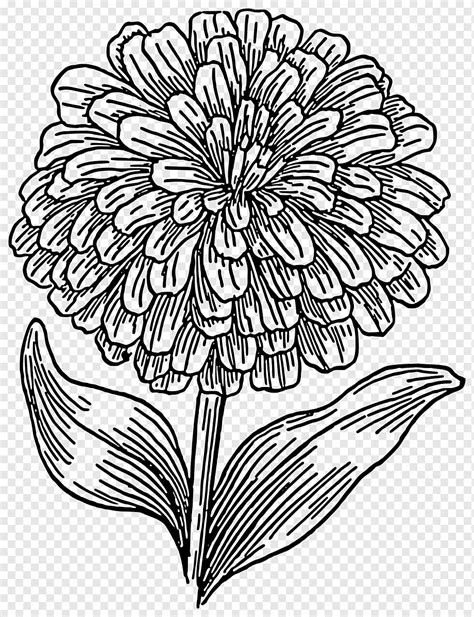 Livro para colorir desenho Zinnia Flower, padrão de arte, Arranjo de flores, branco, folha png ...