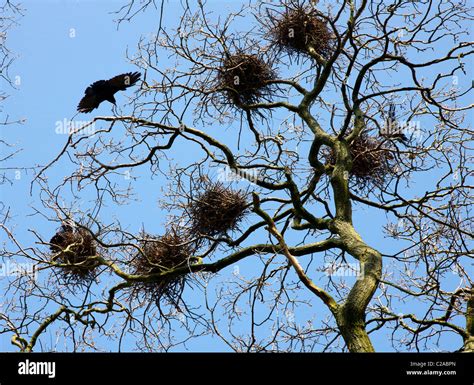 Rook Corvus frugilegus nests and adult bird in a rookery at Slimbridge in Gloucestershire Stock ...