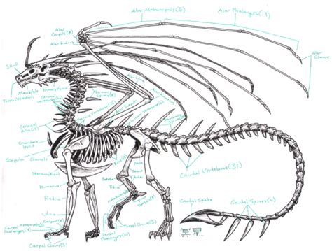 Dragon Anatomy | Dragon anatomy, Skeleton anatomy, Dragon sketch