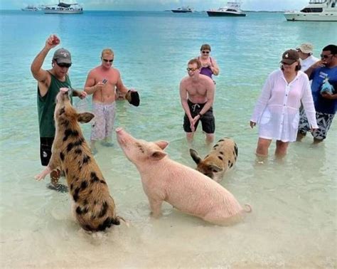 10 Reasons You Should Swim With Pigs Instead of Dolphins | Swimming pigs, Pig beach, Animals