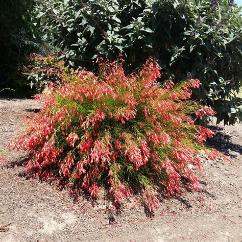 Russelia equisetiformis - Firecracker Plant - Mid Valley Trees