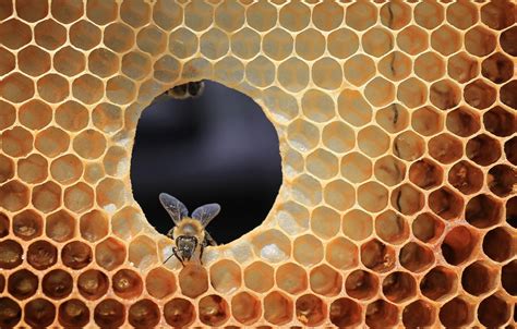 Wallpaper bee, cell, beehive images for desktop, section природа - download