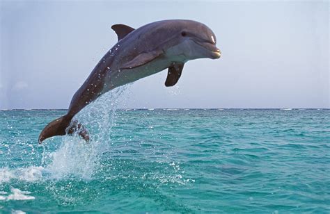 Ocean With Dolphins