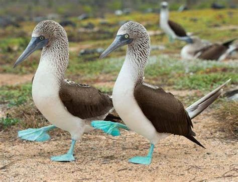 Blue Footed Booby - Birding Frontiers