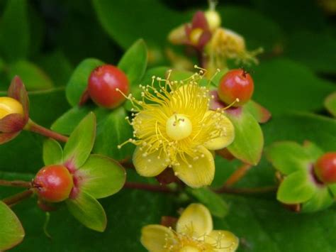 Flower Fact Friday - Hypericum | Virgin Farms Direct