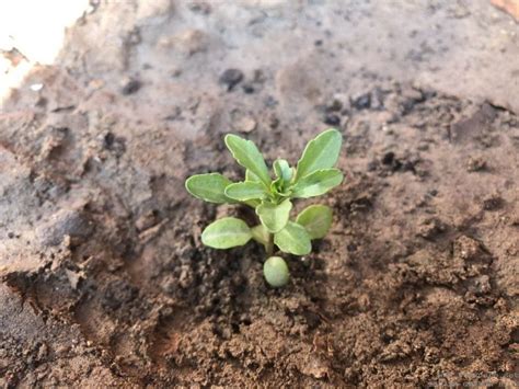 CANDYTUFT SEEDLING IDENTIFICATION | GARDENING FOR BEGINNERS