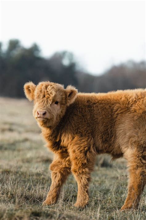 Scottish Highland Cows - Adorable Fluffy Long Haired Cow Facts!