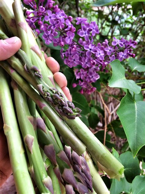 Asparagus Flower - Angel Vegetable