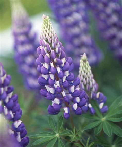 8 Low-Maintenance Perennials for the Pacific Northwest