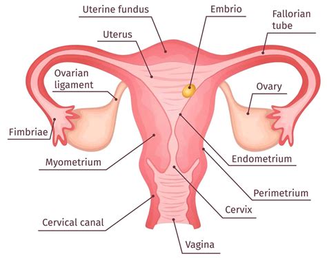 Female Pelvic Anatomy In Pregnancy