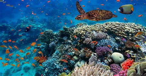 G20's role in Marine Biodiversity | TERI