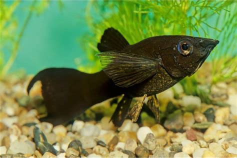 Black Molly Fish: Size, Food, & Care