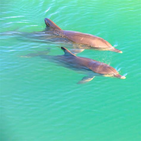 What You Should Know About Releasing and Rehabilitating Injured Dolphins