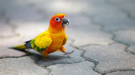 Different Types of Parrots That Keep Them as Pets