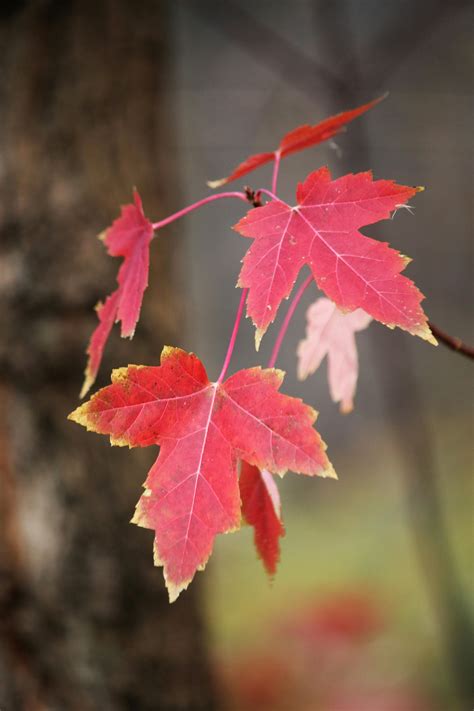 Maple Tree With Red Leaves · Free Stock Photo