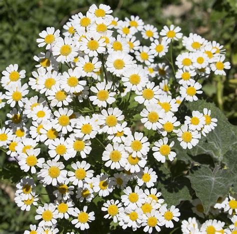 Earthcare Seeds - Pyrethrum Daisy 50 Seeds (Tanacetum/Chrysanthemum Cinerariifolium) Heirloom ...