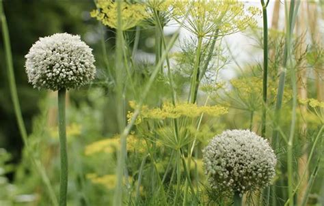 Leek Companion Plants - 15 Companion Plants for Leeks and 4 to Avoid ...