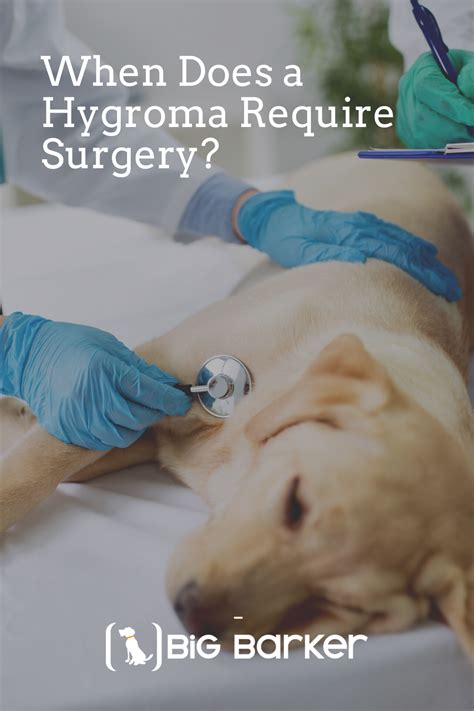 When Does a Hygroma Require Surgery? Normal Life, Aftercare, Dog Health ...