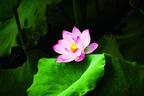 Lotus Hangzhou West Lake Broken Bridge Background, Lotus, Hangzhou, Summer Background Image for ...