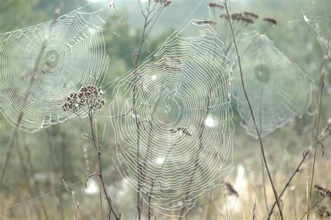 Dew on spider's web Free Photo Download | FreeImages