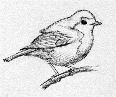 Robin Outline Drawing at PaintingValley.com | Explore collection of Robin Outline Drawing