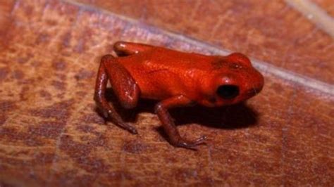 Tiny New Species of Poisonous Frog Discovered | IFLScience