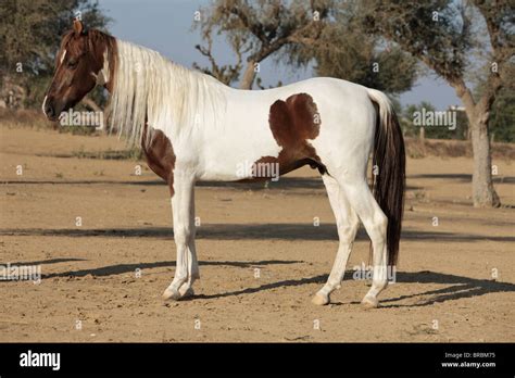 Kathiawari horse - standing Stock Photo: 31604809 - Alamy